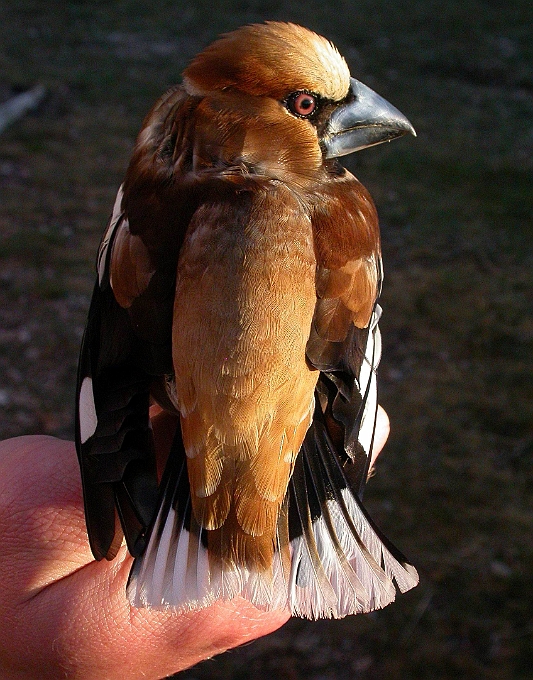 Hawfinch, Sundre 20050602